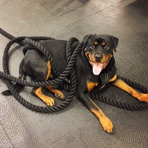 A grinning rottweiler lying tangled in black battle ropes on the gym floor