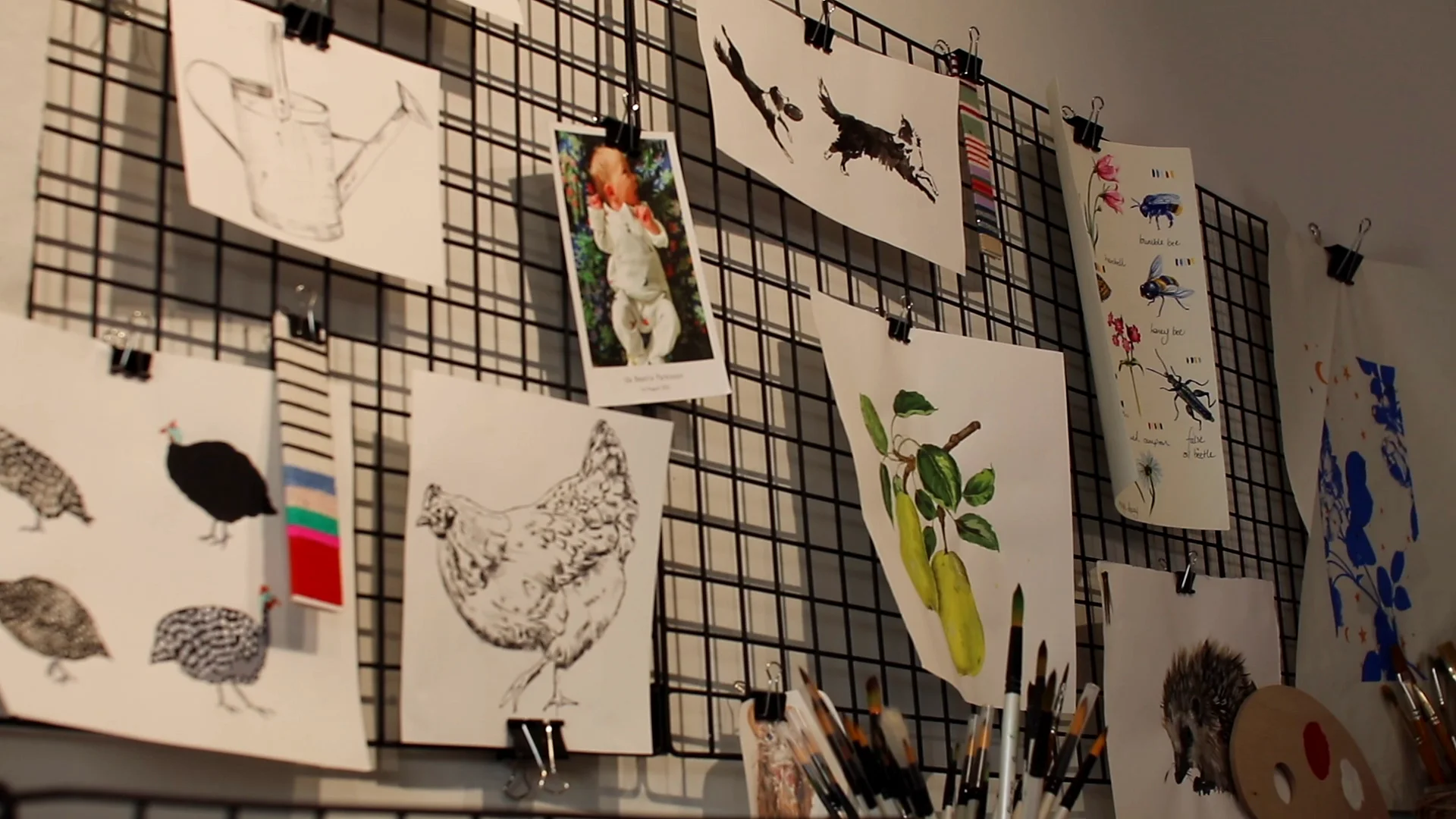 Ink drawings of birds, plants and a hen pegged to a black grid wall to dry