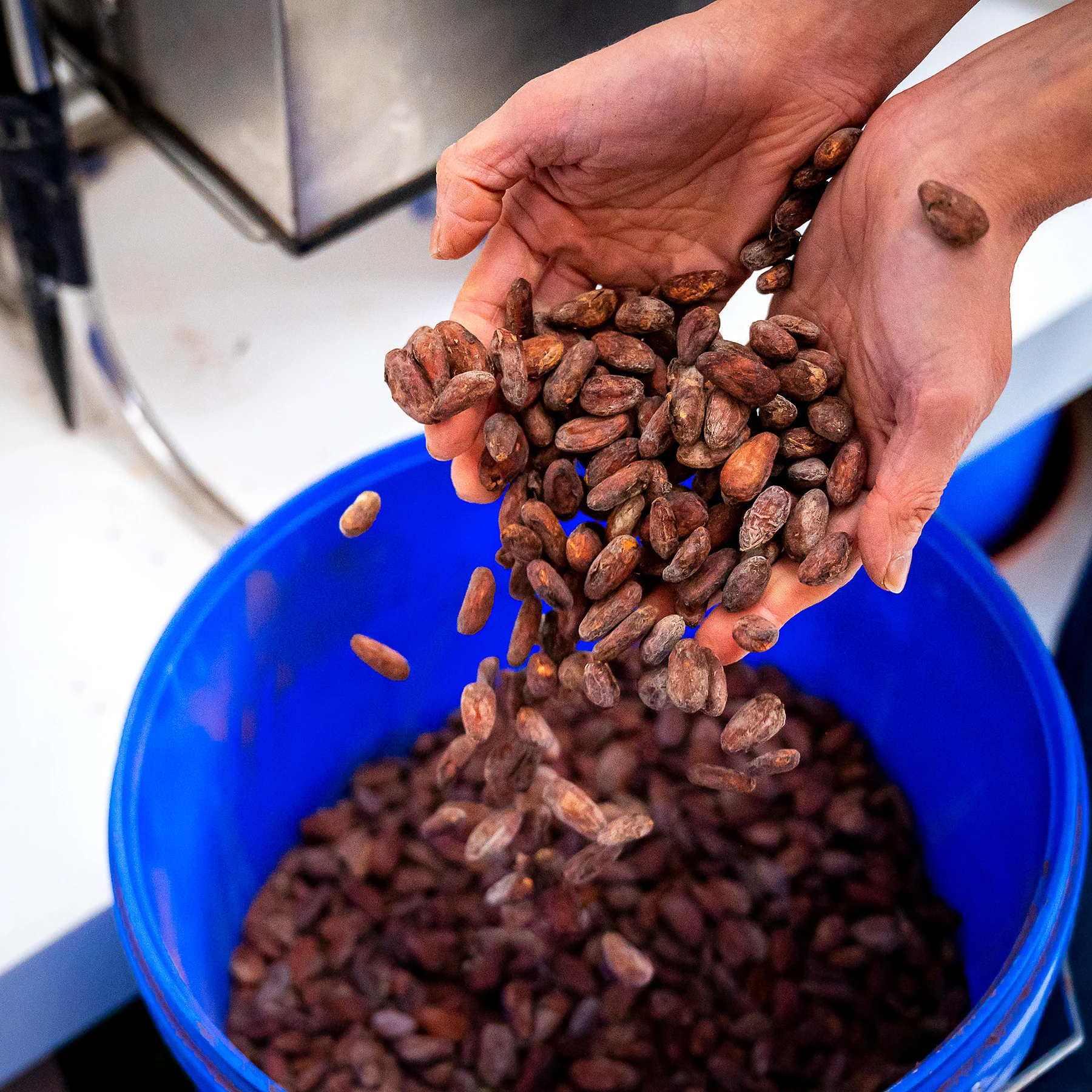Hands pouring roasted cacao beans into a blue tub, mid-air, in the Luisa's chocolate workshop