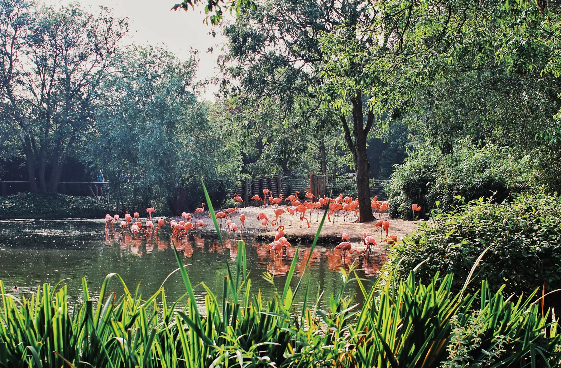 A flock of pink flamingos wading in a green lake under summer trees, framed by tall grass in the foreground
