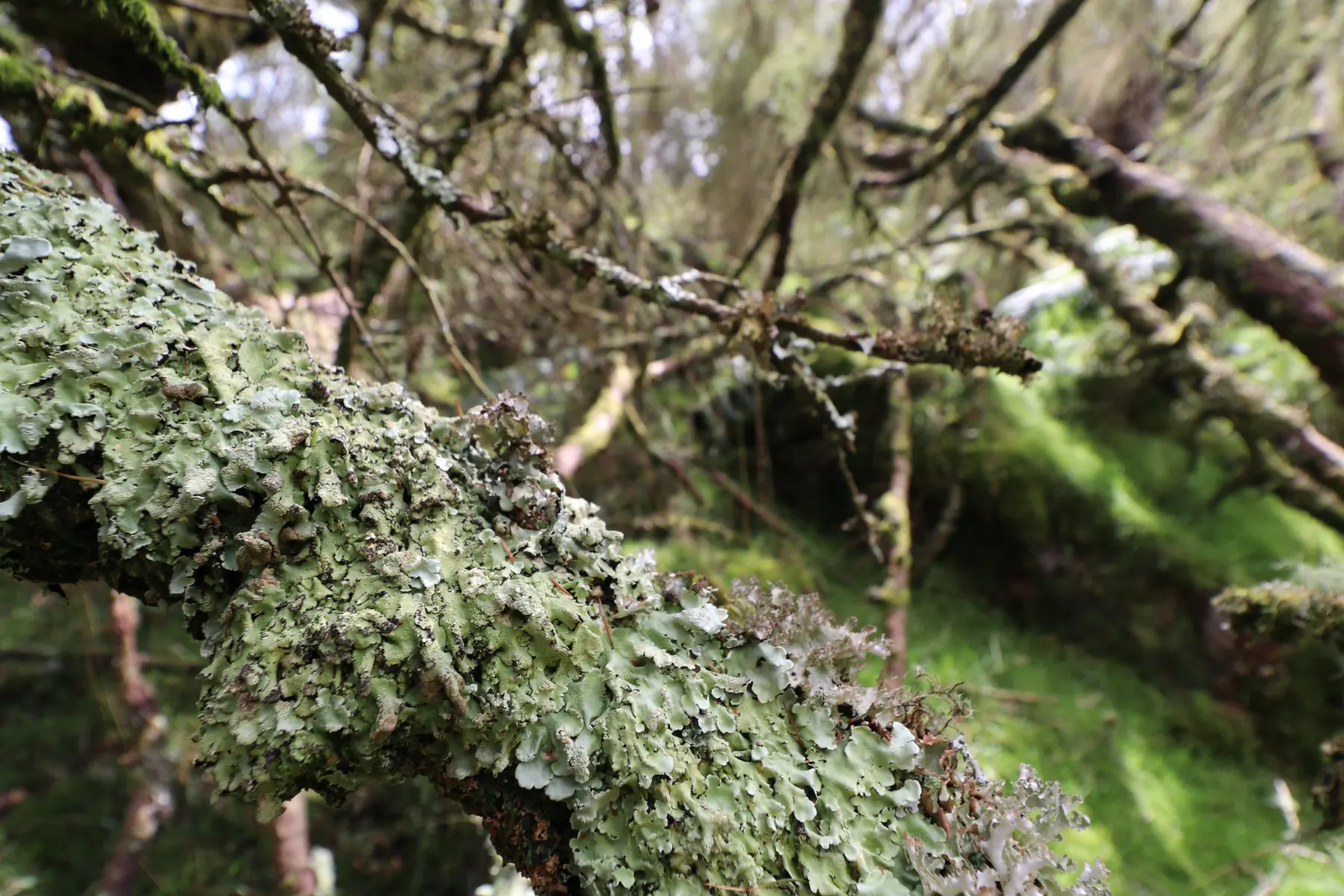 Close up of pale green lichen growing along a bare branch
