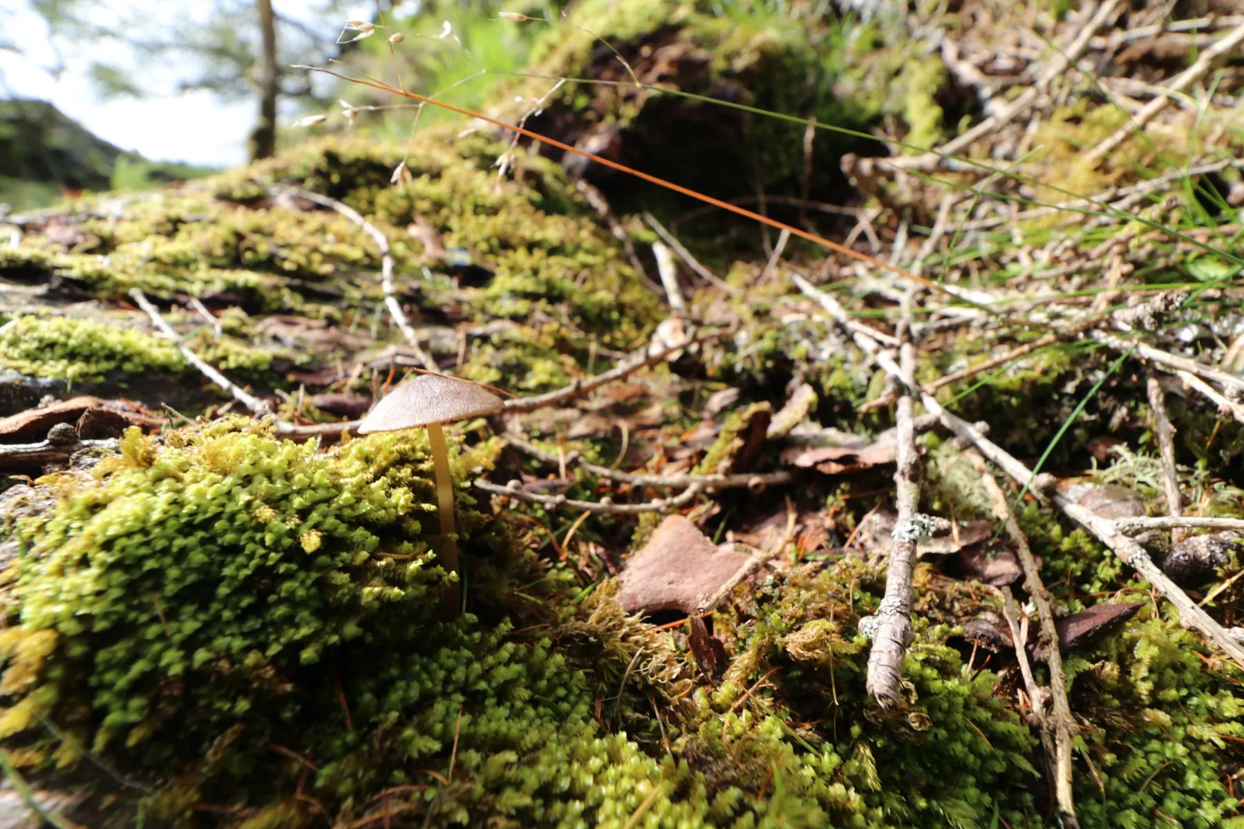 Macro photograph of a small mushroom growing out of bright green moss
