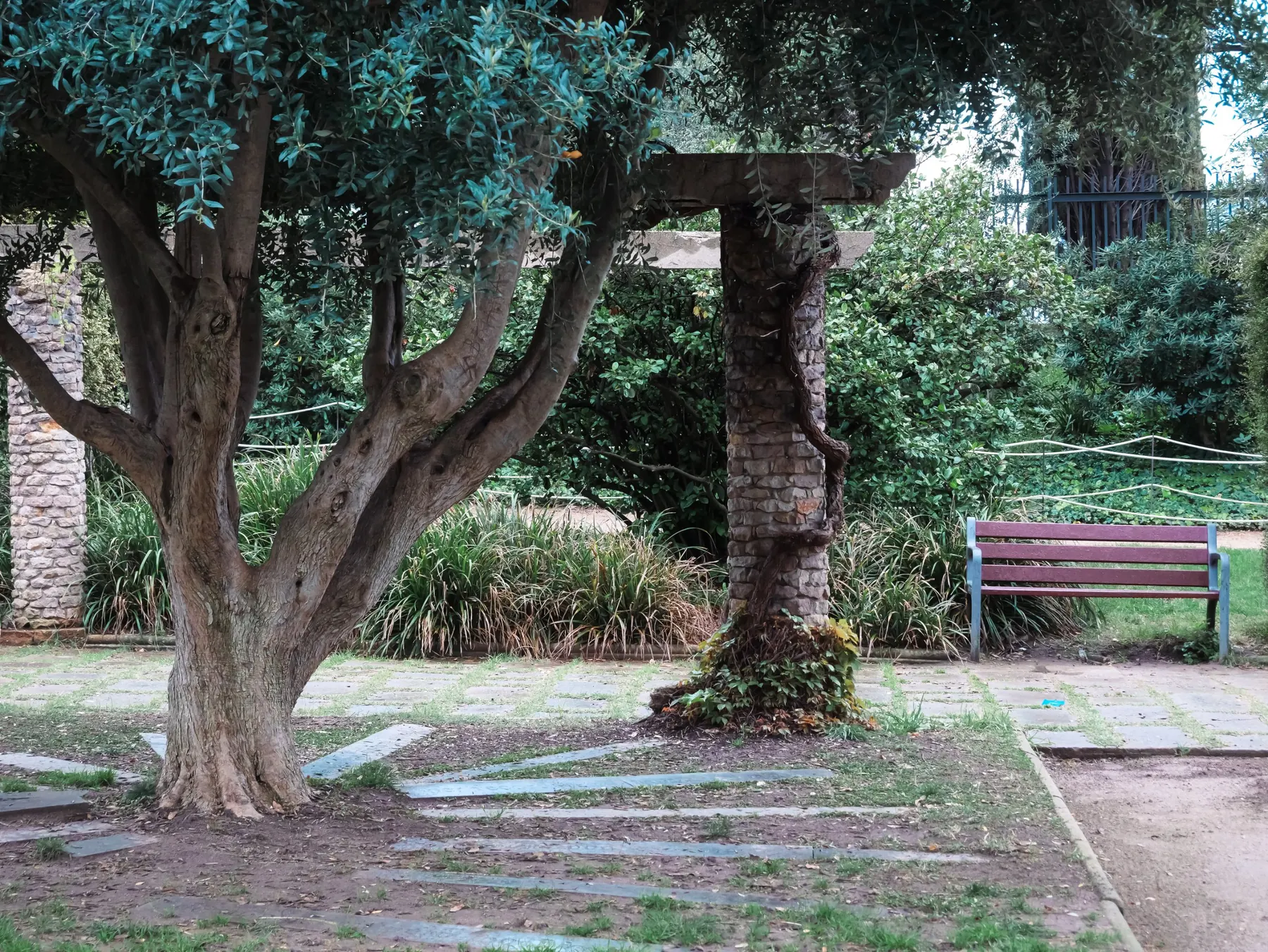Old olive tree beside a stone pergola in warm sunlight