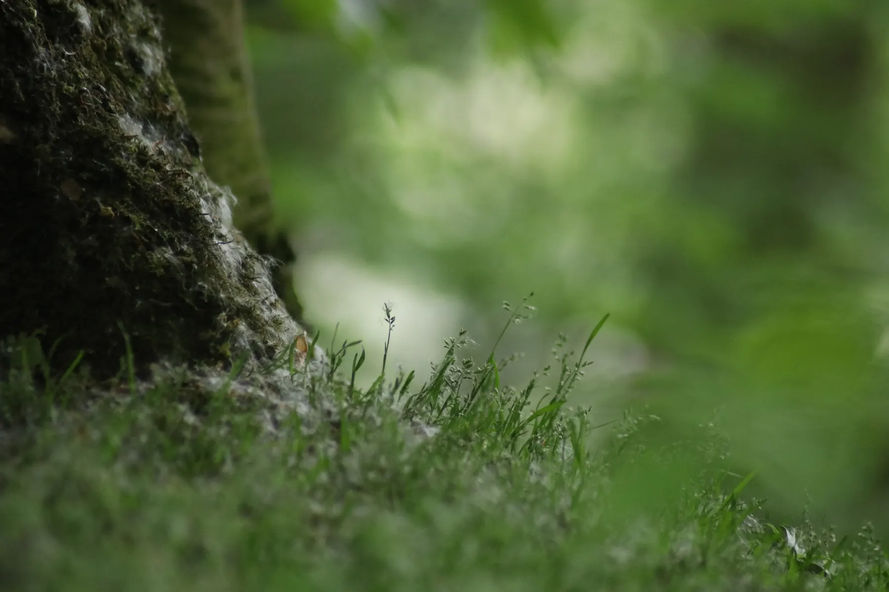 Shallow focus photograph of moss on the woodland floor with soft green background