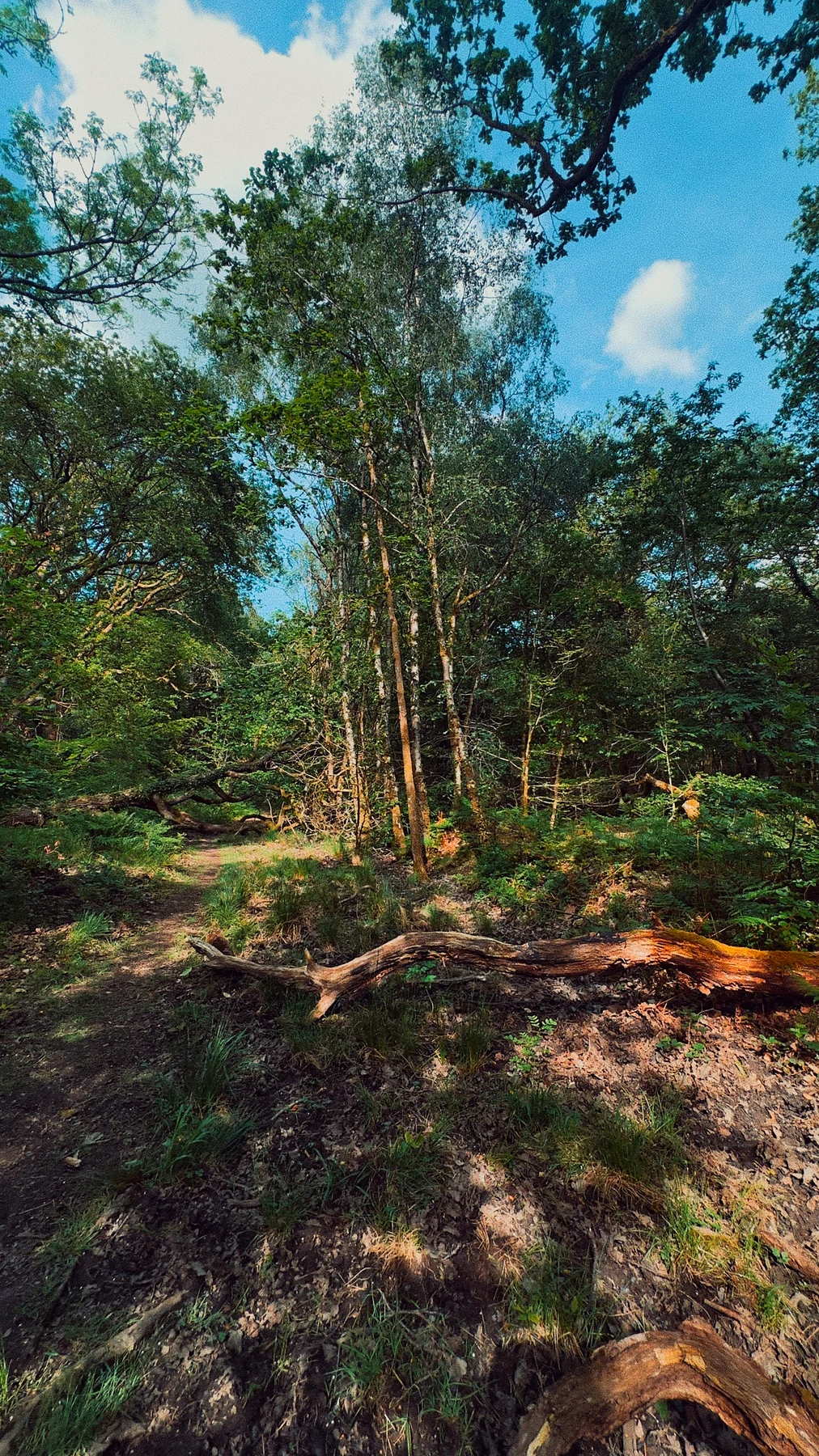 A woodland path under tall trees and a bright summer canopy, looking up from the ground
